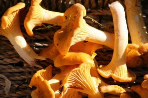 Kantareller
